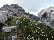 31 In cresta fiorita di Camedrio alpino saliscendi  tra massi e spuntoni rocciosi